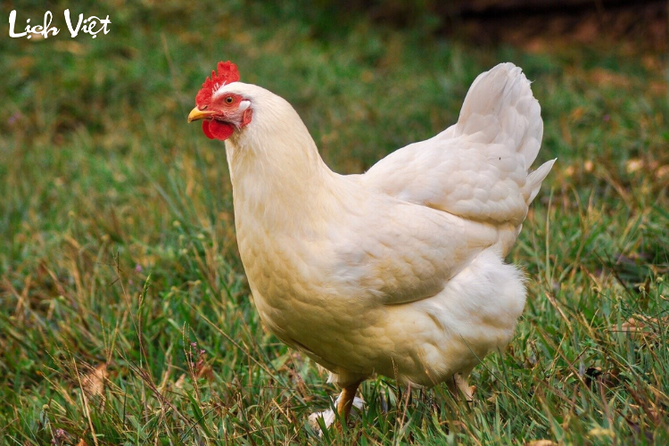 Tử vi tuổi Dậu 17/6 - 23/6/2024