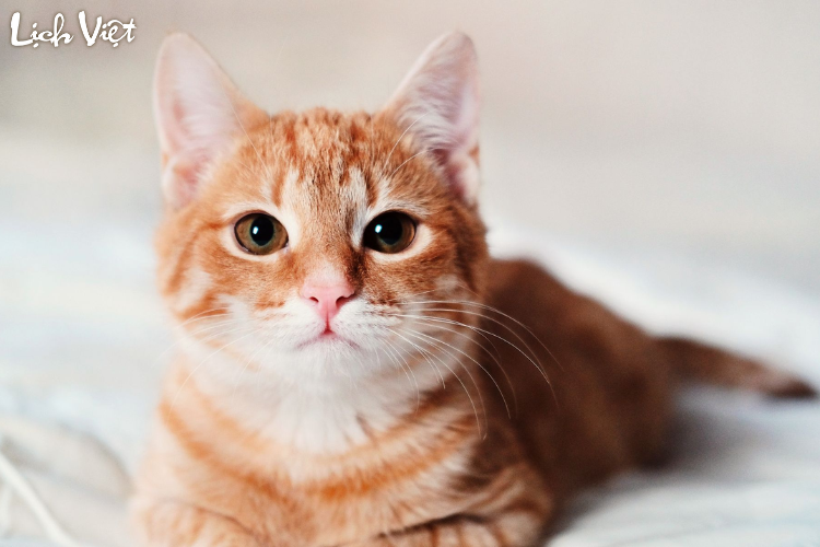 Tử vi tuổi Mão 17/6 - 23/6/2024