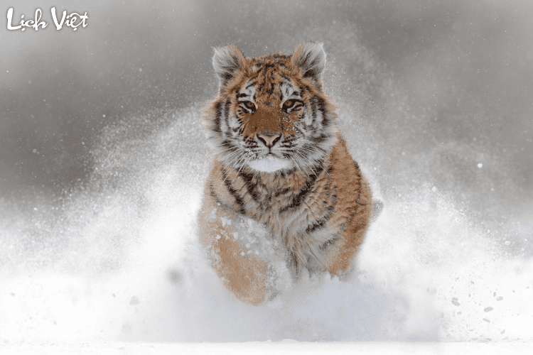 Con số may mắn tuổi Dần ngày 1/7/2024