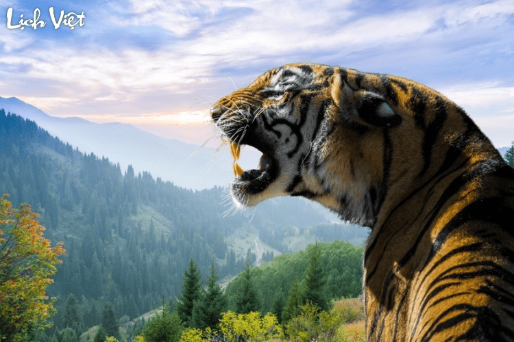 Con số may mắn tuổi Dần ng&agrave;y 2/7/2024