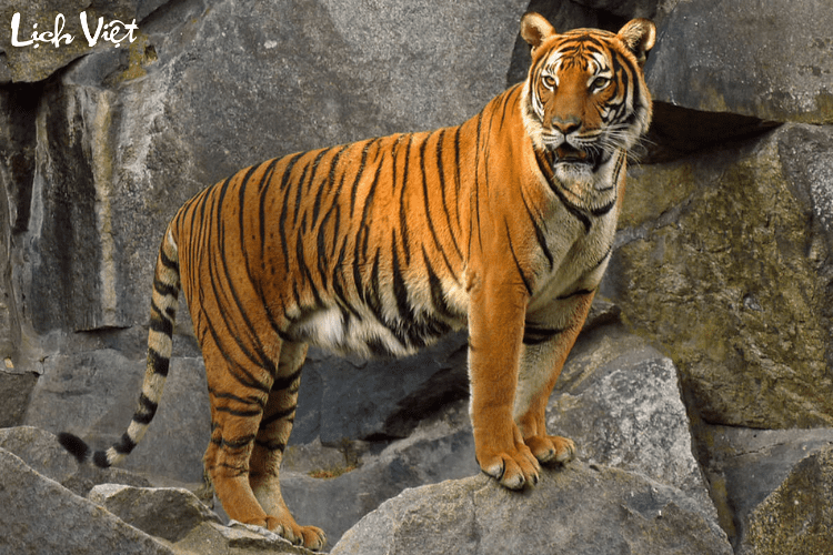 Con số may mắn tuổi Dần ng&agrave;y 7/7/2024