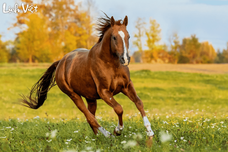 Con số may mắn tuổi Ngọ ng&agrave;y 8/7/2024