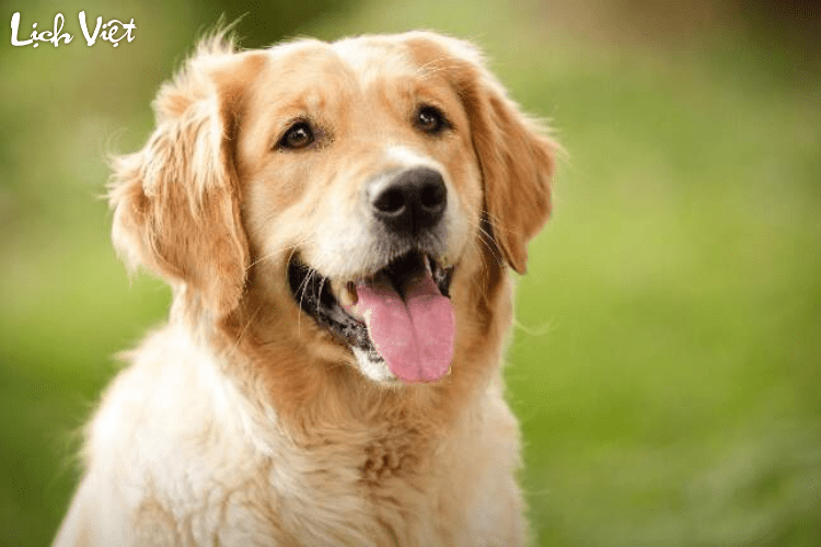 Con số may mắn tuổi Tuất ngày 1/7/2024