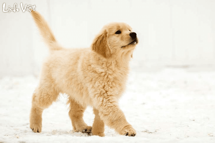 Con số may mắn tuổi Tuất ng&agrave;y 2/7/2024