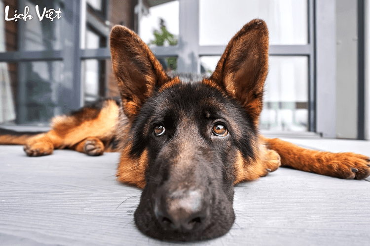 Con số may mắn tuổi Tuất ng&agrave;y 7/7/2024