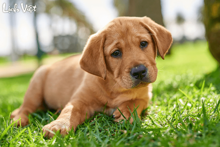 Con số may mắn tuổi Tuất ng&agrave;y 8/7/2024