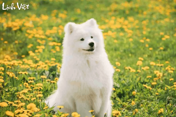 Con số may mắn tuổi Tuất ng&agrave;y 9/7/2024