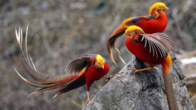 Mơ thấy chim trong phong thủy