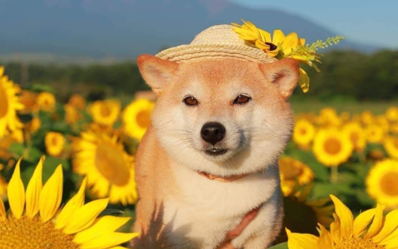 Tuổi Tuất