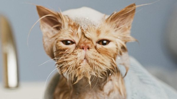 Tử vi tuổi Mão