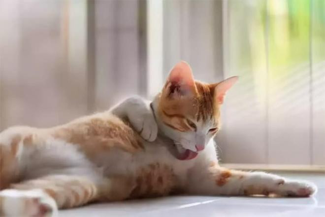 Tử vi tuổi M&atilde;o