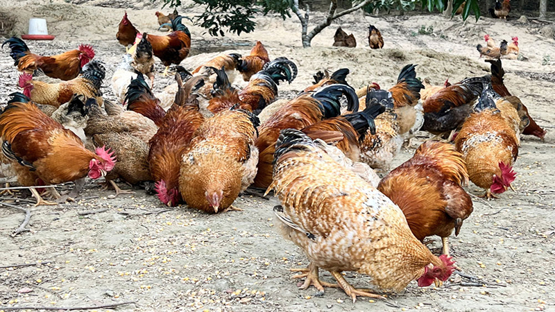 Tử vi tuổi Dau