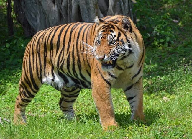 Tử vi tuổi Dần